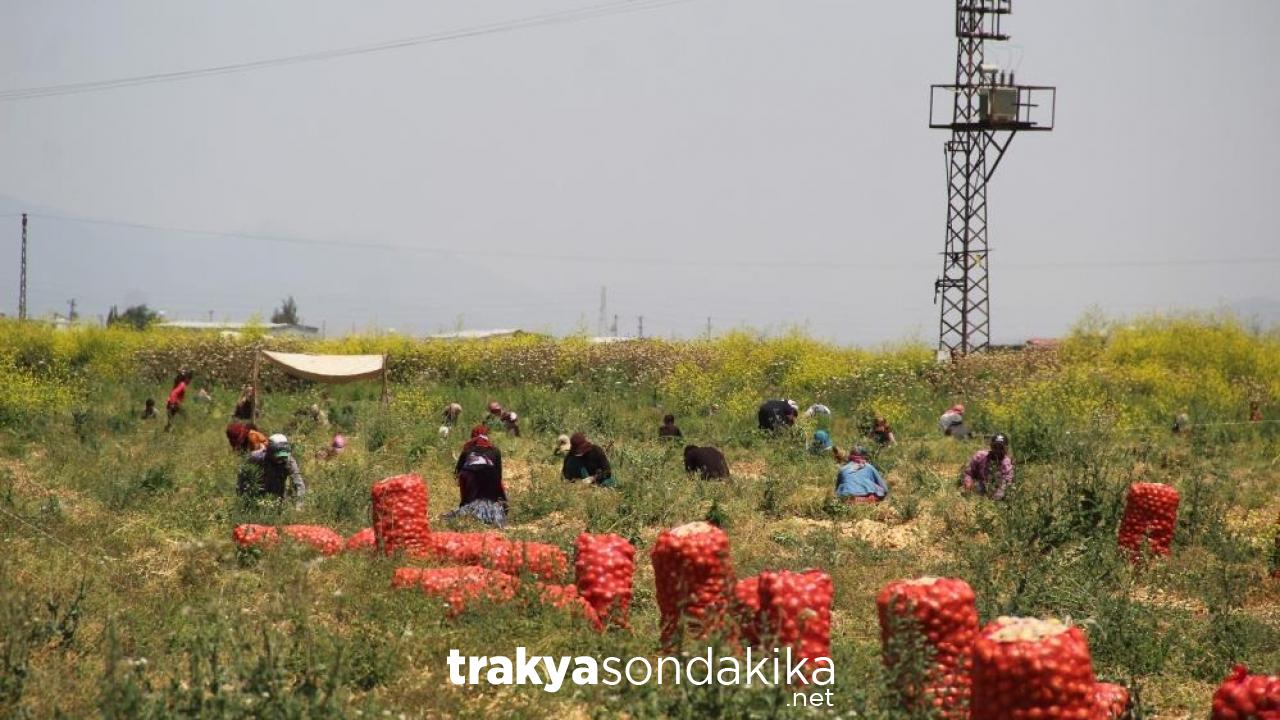 soganin-tarlada-fiyati-4-liraya-kadar-indi-2OiwSyY2.jpg