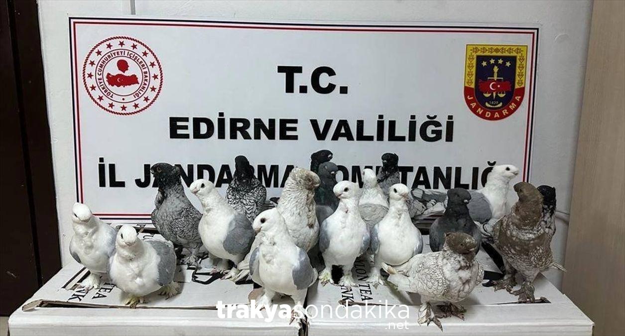 edirnede-jandarma-kacak-hayvan-ticareti-operasyonu-261OvgU6.jpg