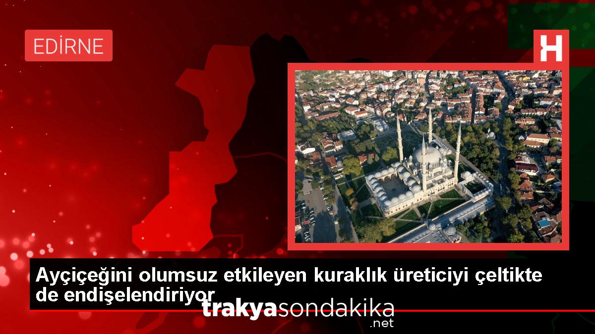 aycicegini-olumsuz-etkileyen-kuraklik-ureticiyi-celtikte-de-endiselendiriyor-lebB5ggp.jpg