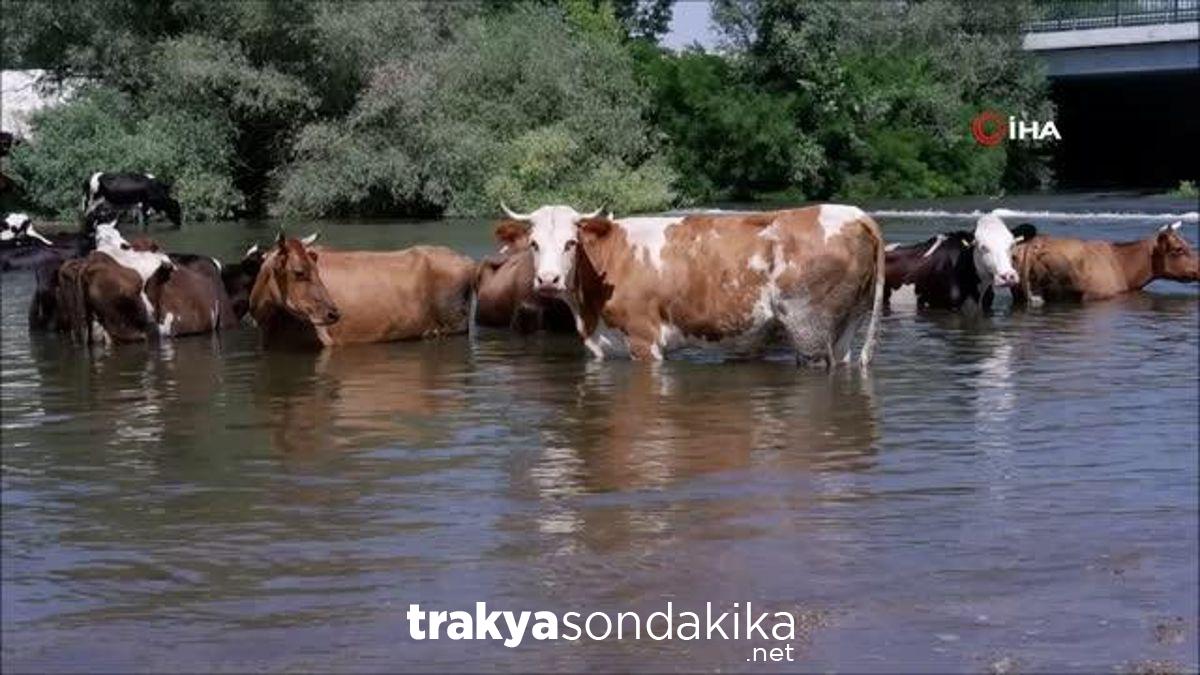 cobanlar-sicaktan-bunalan-suruleri-tunca-nehrinde-serinletiyor-JuQsuBK8.jpg