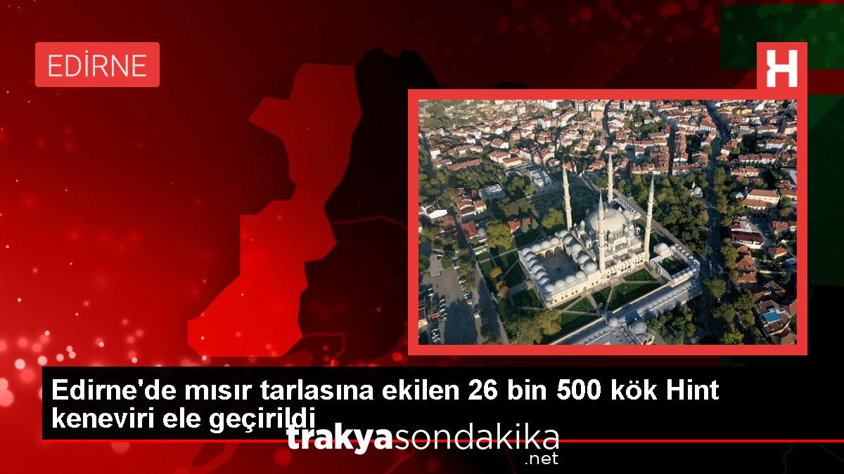 edirnede-misir-tarlasinda-26-bin-500-kok-hint-keneviri-ele-gecirildi-ZQuNgl3v.jpg