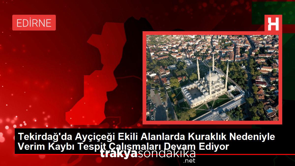 tekirdagda-aycicegi-ekili-alanlarda-kuraklik-nedeniyle-verim-kaybi-tespit-calismalari-devam-ediyor-LNUBBKCW.jpg