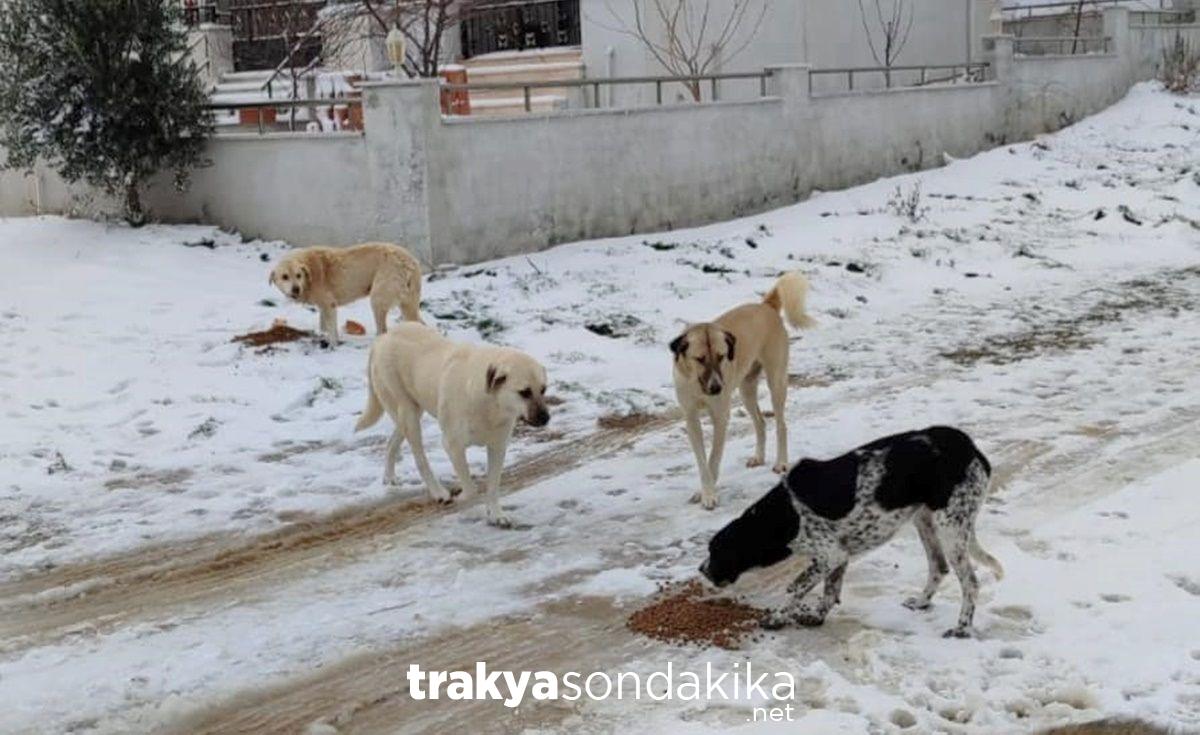 gelibolu-belediyesi-sahipsiz-hayvanlari-besliyor-6l4WYcM2.jpg