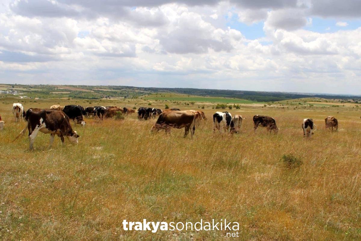 kirklarelide-kacak-yollarla-getirilen-11-buyukbas-hayvan-ele-gecirildi-pEgxinsA.jpg