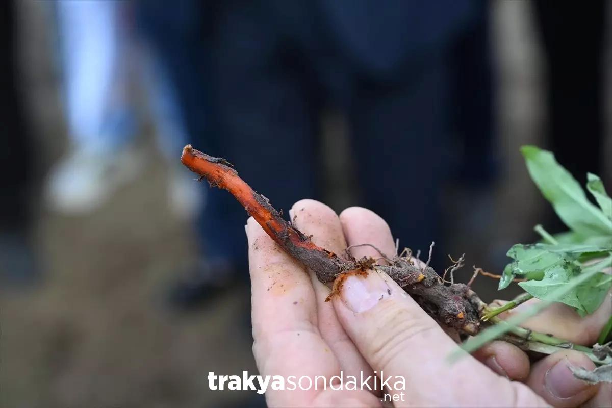 edirne-kirmizisi-icin-hasat-etkinligi-duzenlendi-OmG9rUqu.jpg